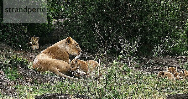 Afrikanischer Löwe (Panthera leo)  Mutter und Jungtier  Masai Mara Park in Kenia