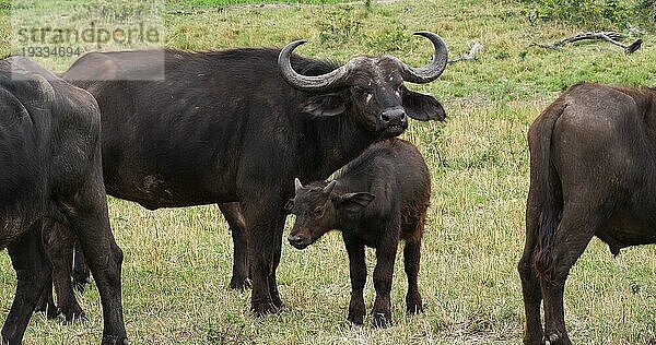 Kaffernbüffel (syncerus caffer)  Mutter und Kalb  Masai Mara Park in Kenia