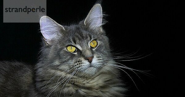 Blau gestromte Maine Coon Hauskatze  Porträt eines Weibchens vor schwarzem Hintergrund  Normandie in Frankreich