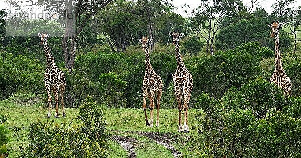 Masaigiraffe (giraffa camelopardalis tippelskirchi)  Gruppe stehend in Savanne  Masai Mara Park in Kenia