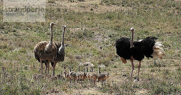 Afrikanischer Strauß (struthio camelus)  Männchen  Weibchen und Küken wandern durch die Savanne  Nairobi National Park in Kenia