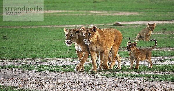 Afrikanischer Löwe (Panthera leo)  Mutter und Jungtiere  Masai Mara Park in Kenia