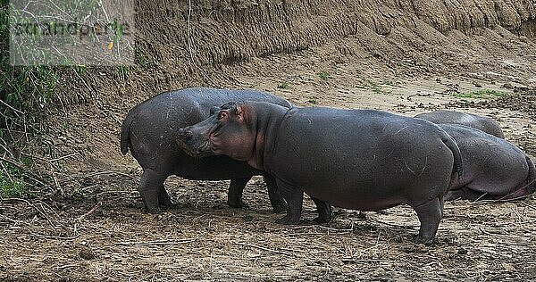 Nilpferd (hippopotamus amphibius)  Gruppe ruht am Fluss  Masai Mara Park in Kenia