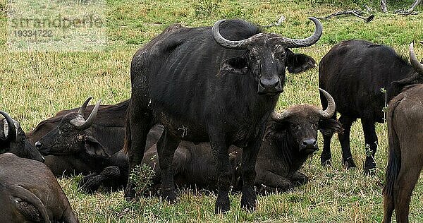 Kaffernbüffel (syncerus caffer)  Gruppe beim Ruhen  Masai Mara Park in Kenia