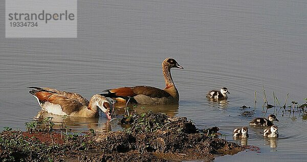 Nilgans (alopochen aegyptiacus)  Männchen mit Weibchen und Gänseküken  Masai Mara Park in Kenia