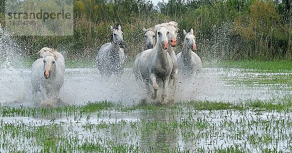 Camargue Pferd  Herde trabend oder galoppierend durch Sumpf  Saintes Marie de la Mer in der Camargue  in Südfrankreich