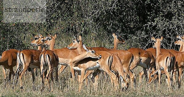 Impala (aepyceros) melampus  Herde von f Weibchen  Masai Mara Park in Kenia