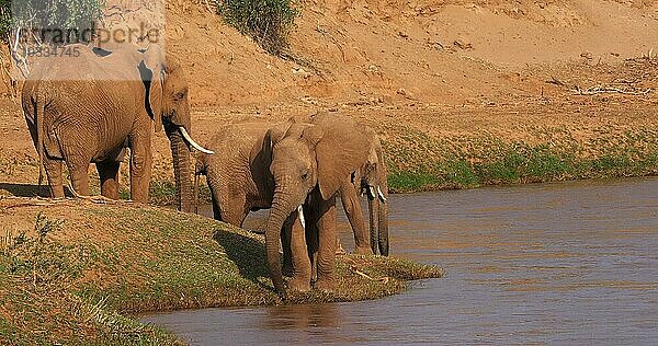 Afrikanischer Elefant (loxodonta africana)  Gruppe überquert Fluss  Samburu Park in Kenia