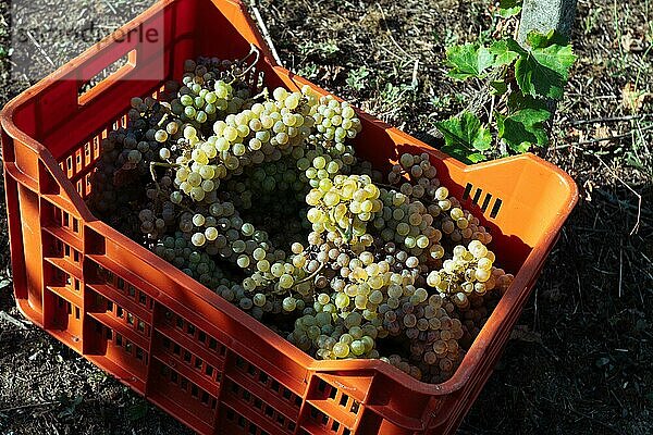 Weinlese auf einem hügeligen Weingut im Sommer in Martani  Italien  Europa