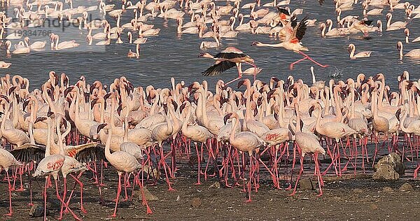 Zwergflamingo (phoenicopterus minor)  Gruppe im Flug  Kolonie am Bogoriasee in Kenia