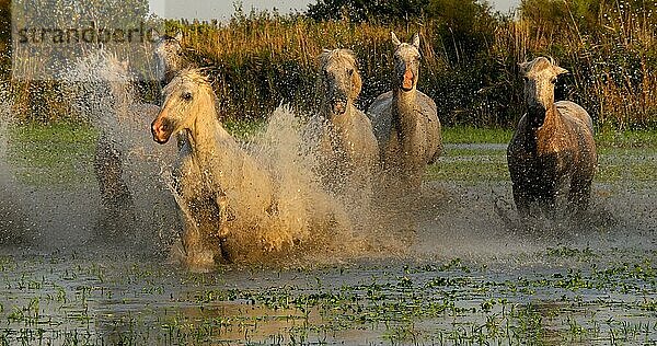 Camargue Pferd  Herde trabend oder galoppierend durch Sumpf  Saintes Marie de la Mer in der Camargue  in Südfrankreich