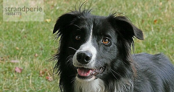 Border Collie Hund auf Gras  Portrait eines Rüden