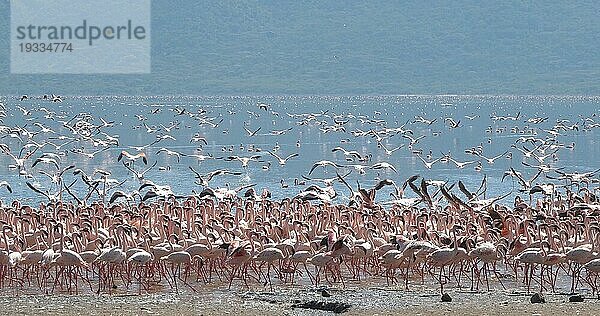 Zwergflamingo (phoenicopterus minor)  Gruppe im Flug  Kolonie am Bogoriasee in Kenia