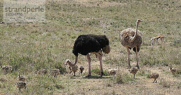 Afrikanischer Strauß (struthio camelus)  Männchen  Weibchen und Küken wandern durch die Savanne  Nairobi National Park in Kenia