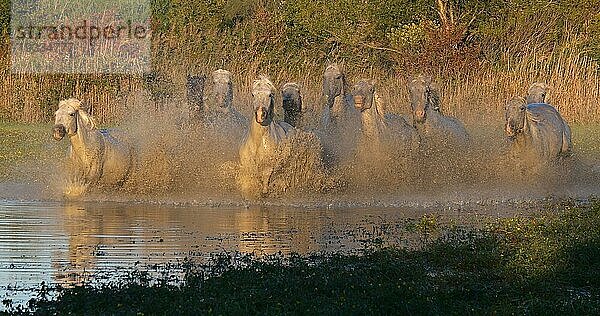 Camargue Pferd  Herde trabend oder galoppierend durch Sumpf  Saintes Marie de la Mer in der Camargue  in Südfrankreich