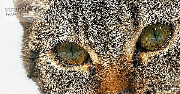 Braun getigerte Hauskatze auf weißem Hintergrund  Nahaufnahme der Augen