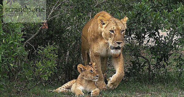 Afrikanischer Löwe (Panthera leo)  Mutter und Jungtier  Masai Mara Park in Kenia