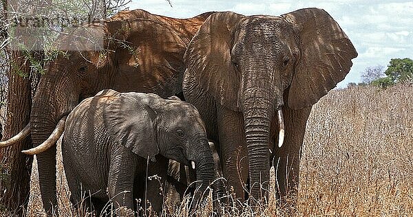 Afrikanischer Elefant (loxodonta africana)  Gruppe im Busch  Tsavo Park in Kenia