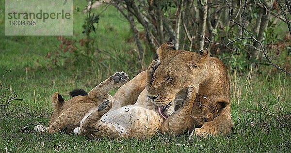 Afrikanischer Löwe (Panthera leo)  Mutter und Jungtier  Masai Mara Park in Kenia