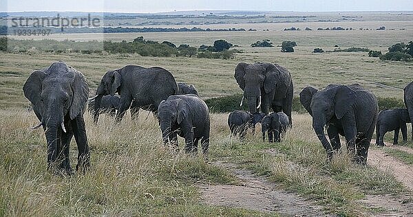 Afrikanischer Elefant (loxodonta africana)  Gruppe in der Savanne  Masai Mara Park in Kenia