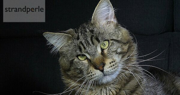 Braun gestromte Maine Coon Hauskatze  Portrait eines Katers vor schwarzem Hintergrund  Normandie in Frankreich