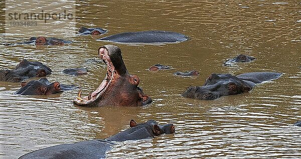 Nilpferd (hippopotamus amphibius)  Gruppe im Fluss stehend  gähnend  Masai Mara Park in Kenia