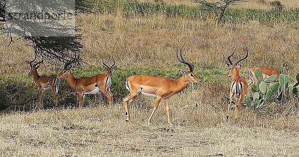 Impala (aepyceros) melampus  Gruppe von Männchen in der Savanne  Nairobi Park in Kenia