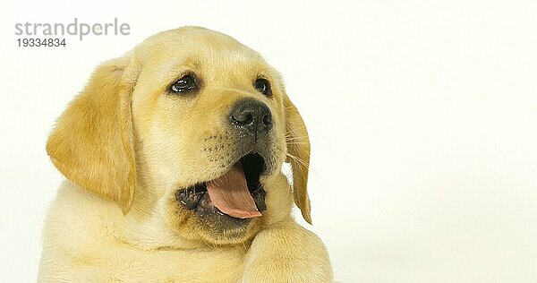 Gelber Labrador Retriever  Portrait eines Welpen auf weißem Hintergrund  Normandie