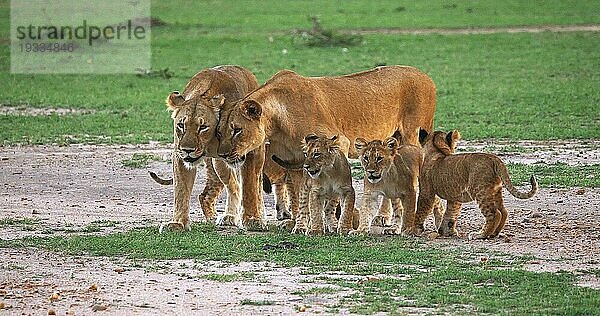 Afrikanischer Löwe (Panthera leo)  Mutter und Jungtiere  Masai Mara Park in Kenia