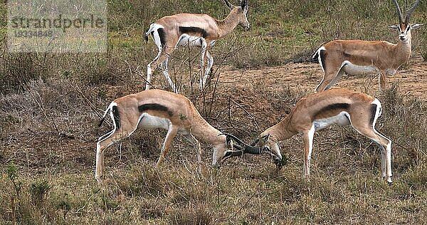 Grant Gazelle (gazella granti)  Männchen im Kampf  Nairobi Park in Kenia