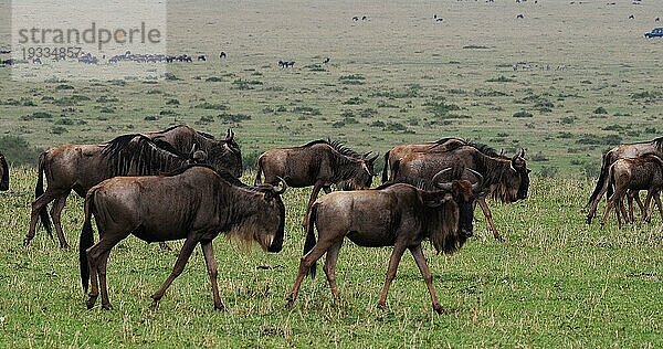 Streifengnu (connochaetes taurinus)  Herde während der Migration  Masai Mara Park in Kenia