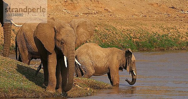 Afrikanischer Elefant (loxodonta africana)  Gruppe überquert Fluss  Samburu Park in Kenia