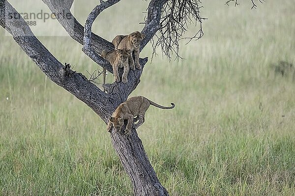 3 Löwenbabies (Panthera leo) auf Baum  Taranagire Nationalpark Tansania