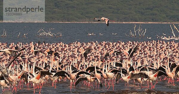 Zwergflamingo (phoenicopterus minor)  Gruppe im Flug  Kolonie am Bogoriasee in Kenia