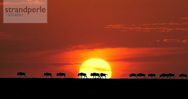 Streifengnu (Connochaetes taurinus) bei Sonnenuntergang  Masai Mara Park in Kenia