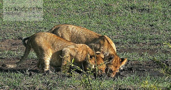 Afrikanischer Löwe (Panthera leo)  spielende Jungtiere  Masai Mara Park in Kenia