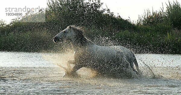 Camargue Pferd  Herde trabend oder galoppierend durch Sumpf  Saintes Marie de la Mer in der Camargue  in Südfrankreich