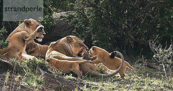 Afrikanischer Löwe (Panthera leo)  Mutter und Jungtiere  Masai Mara Park in Kenia