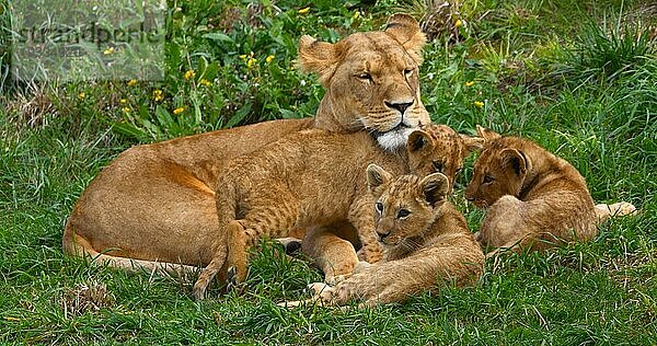 Afrikanischer Löwe (panthera leo)  Mutter und Jungtier