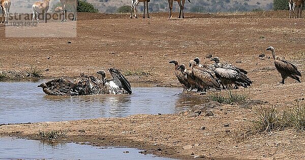 Eigentliche Kuhantilope (alcelaphus buselaphus)  Herde am Wasserloch stehend  und Afrikanischer Weißrückengeier (gyps africanus)  Nairobi Park in Kenia