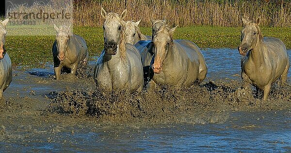 Camargue Pferd  Herde trabend oder galoppierend durch Sumpf  Saintes Marie de la Mer in der Camargue  in Südfrankreich