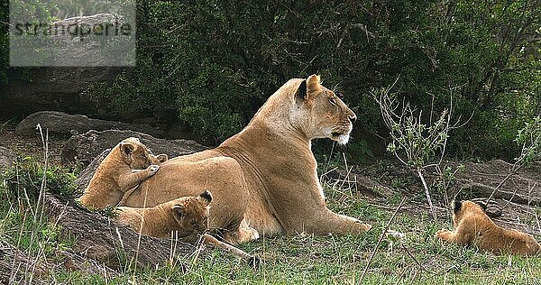 Afrikanischer Löwe (Panthera leo)  Mutter und Jungtier  Masai Mara Park in Kenia