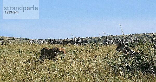 Afrikanischer Löwe (panthera leo)  Weibchen bei der Jagd  Herde von Burchell Zebras  Tsavo Park in Kenia