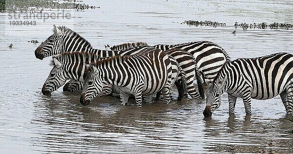 Grant's Zebra (equus burchelli) boehmi  Herde stehend am Wasserloch  Masai Mara Park in Kenia