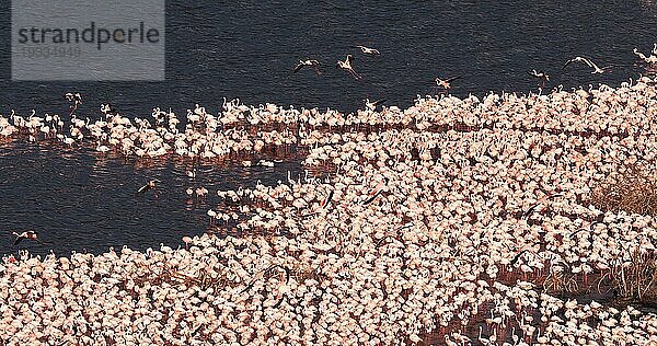 Zwergflamingo (phoenicopterus minor)  Kolonie am Bogoriasee in Kenia