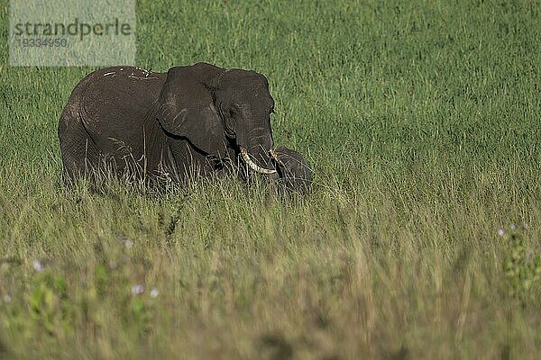 Afrikanischer Elefant (Loxodonta africana) Elefantenkuh mit Jungtier  Taranagire Nationalpark Tansania  Tarangire National Park  Tanzania