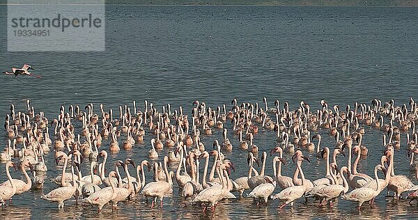 Zwergflamingo (phoenicopterus minor)  Kolonie am Bogoriasee in Kenia