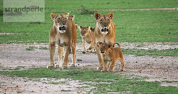 Afrikanischer Löwe (Panthera leo)  Mutter und Jungtiere  Masai Mara Park in Kenia