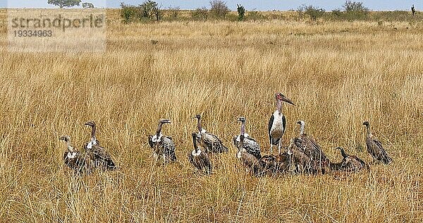 Weißrückengeier (gyps africanus)  Ruppellgeier  gyps rueppelli  Lappengeier (torgos tracheliotus)  Marabu (leptoptilos crumeniferus) Storch  Gruppe beim Fressen eines Kadavers  Masai Mara Park in Kenia