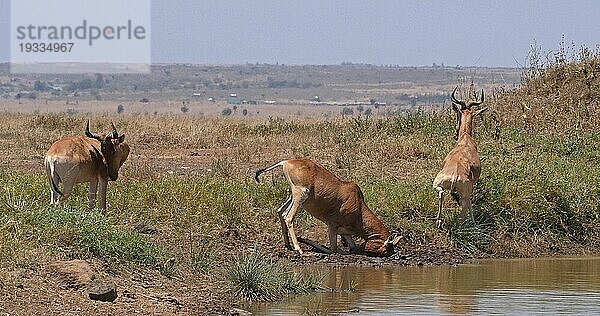 Eigentliche Kuhantilope (alcelaphus buselaphus)  Herde stehend am Wasserloch  Nairobi Park in Kenia